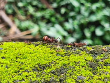 Atta cephalotes photo 37