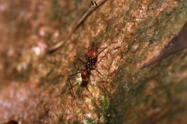 Atta cephalotes photo 39