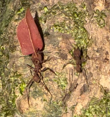Atta cephalotes photo 40