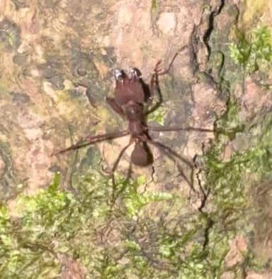 Atta cephalotes photo 41
