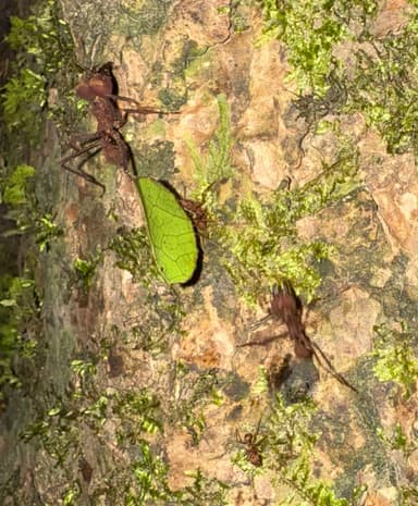 Atta cephalotes photo 43