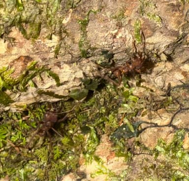 Atta cephalotes photo 45