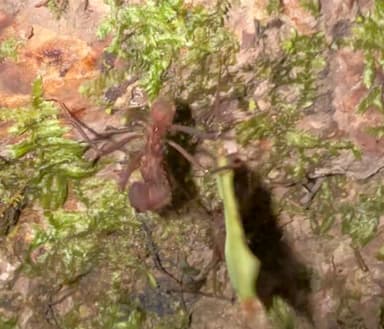 Atta cephalotes photo 46