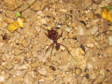Atta cephalotes photo 49