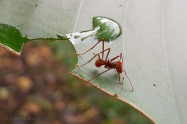 Atta cephalotes photo 50