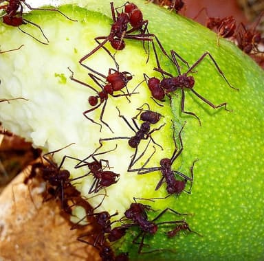 Atta cephalotes photo 53