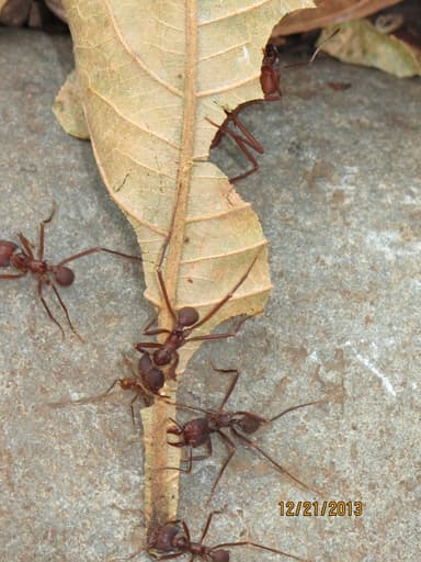 Atta cephalotes photo 58