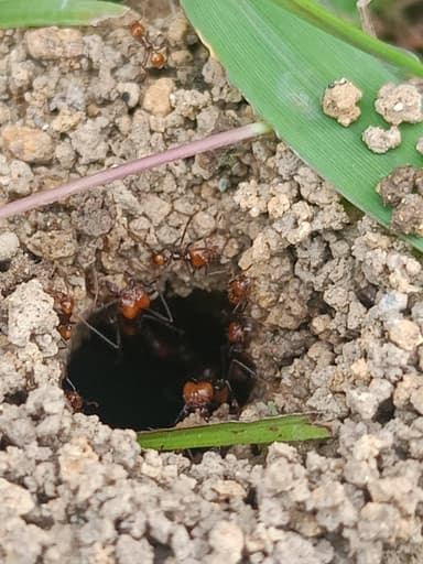 Atta cephalotes photo 62