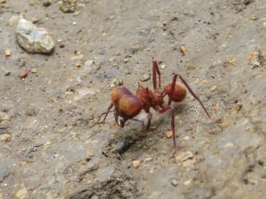 Atta cephalotes photo 69