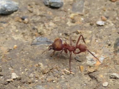 Atta cephalotes photo 70