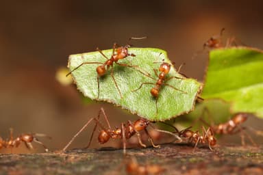 Atta cephalotes photo 71