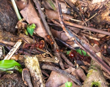 Atta cephalotes photo 72