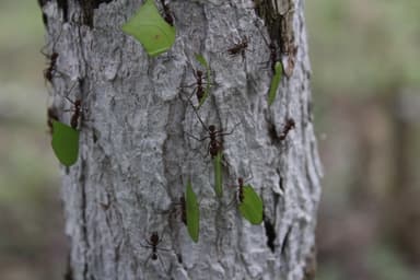 Atta cephalotes photo 76