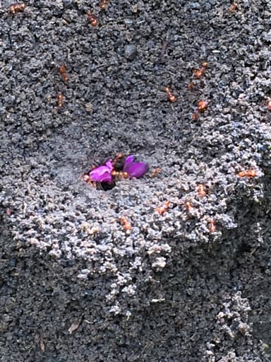 Atta cephalotes photo 78