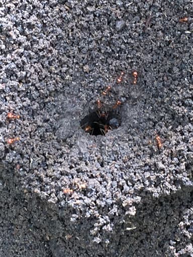 Atta cephalotes photo 80