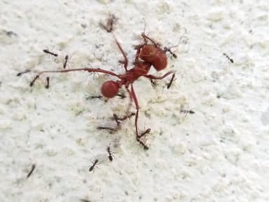 Atta cephalotes photo 81