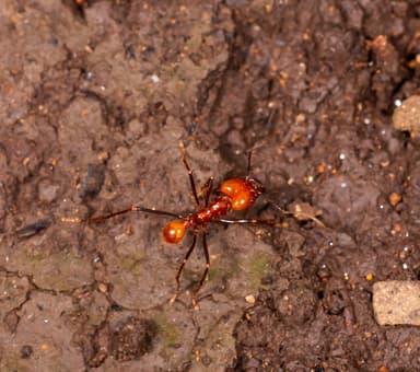 Atta cephalotes photo 84