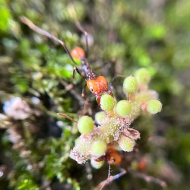 Atta cephalotes photo 88