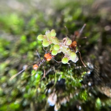 Atta cephalotes photo 89