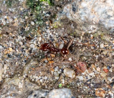 Atta cephalotes photo 92