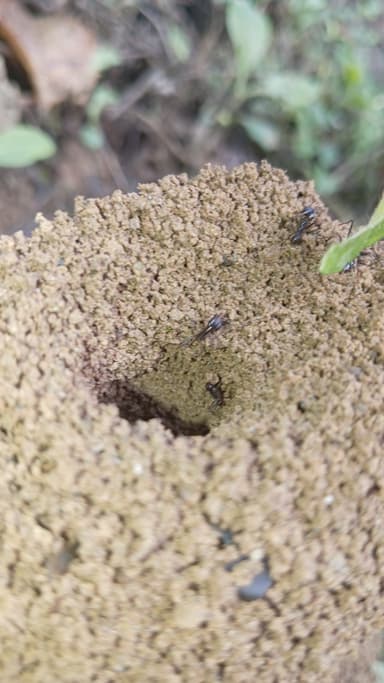 Atta cephalotes photo 93