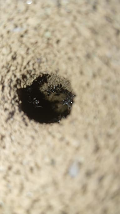 Atta cephalotes photo 95