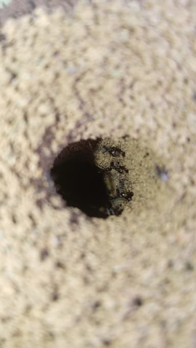 Atta cephalotes photo 96