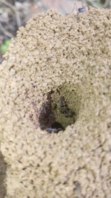 Atta cephalotes photo 97