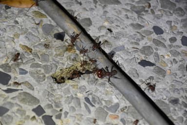 Atta cephalotes photo 100