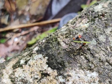 Atta cephalotes photo 110