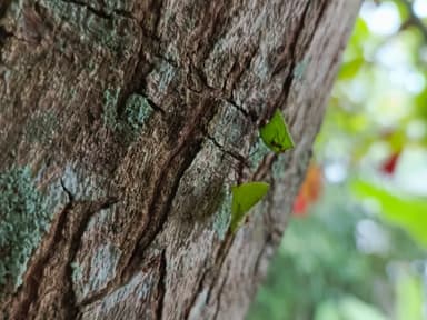 Atta cephalotes photo 111