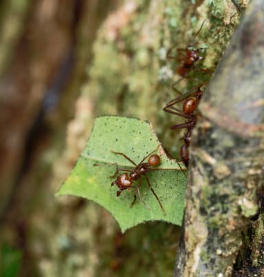 Atta cephalotes photo 114