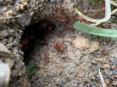 Atta cephalotes photo 115