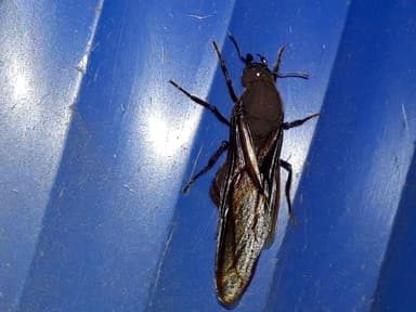 Atta cephalotes photo 119
