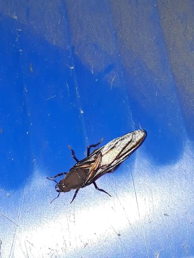 Atta cephalotes photo 120