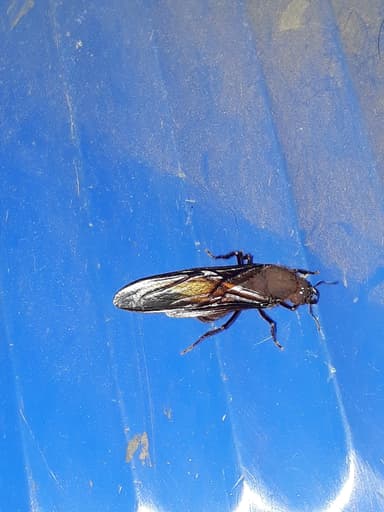 Atta cephalotes photo 121