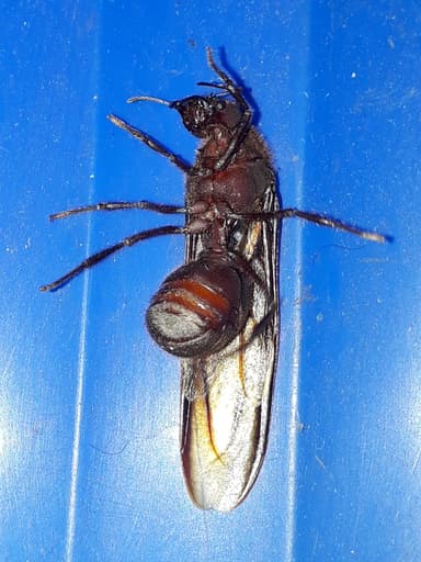 Atta cephalotes photo 123