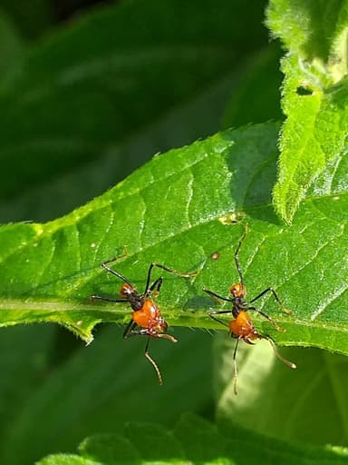 Atta cephalotes photo 125
