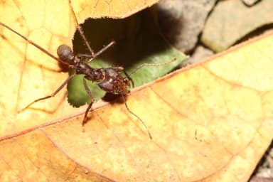 Atta cephalotes photo 126