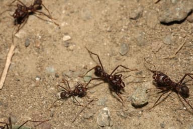 Atta cephalotes photo 127