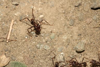 Atta cephalotes photo 128