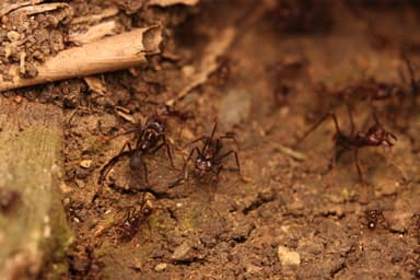 Atta cephalotes photo 130