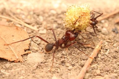 Atta cephalotes photo 133