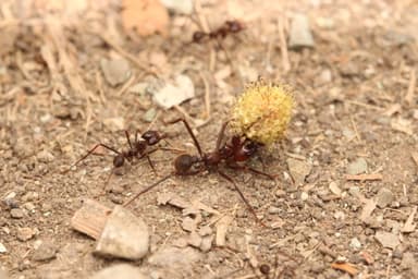 Atta cephalotes photo 134