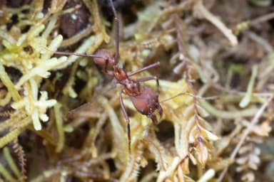 Atta cephalotes photo 144