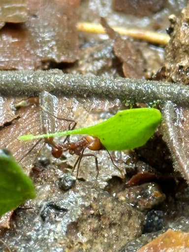Atta cephalotes photo 155