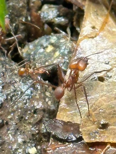 Atta cephalotes photo 158