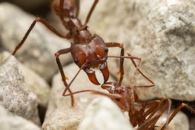 Atta cephalotes photo 164