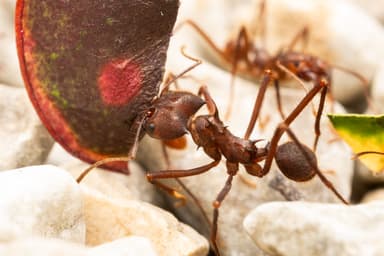 Atta cephalotes photo 165