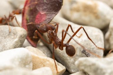 Atta cephalotes photo 166